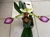 Paphiopedilum parishii